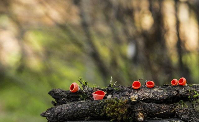 Sarcoscypha Coccinea